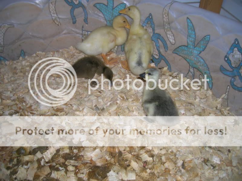 DSCN2756.jpg