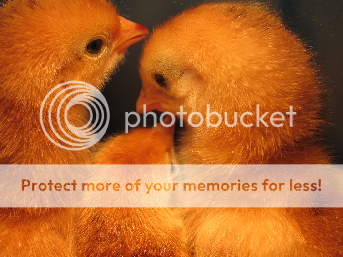 chicks2004.jpg
