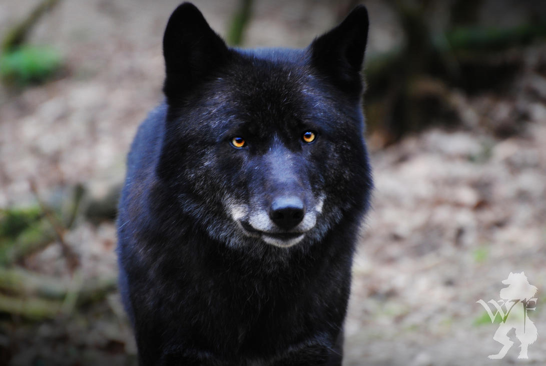 black_wolf_facing_4_by_silentwolfox-d3bzso3.jpg
