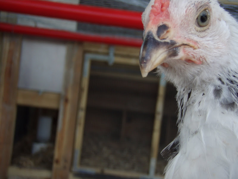 Chickens%20057.JPG