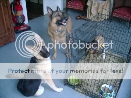 bitsydogs2.jpg