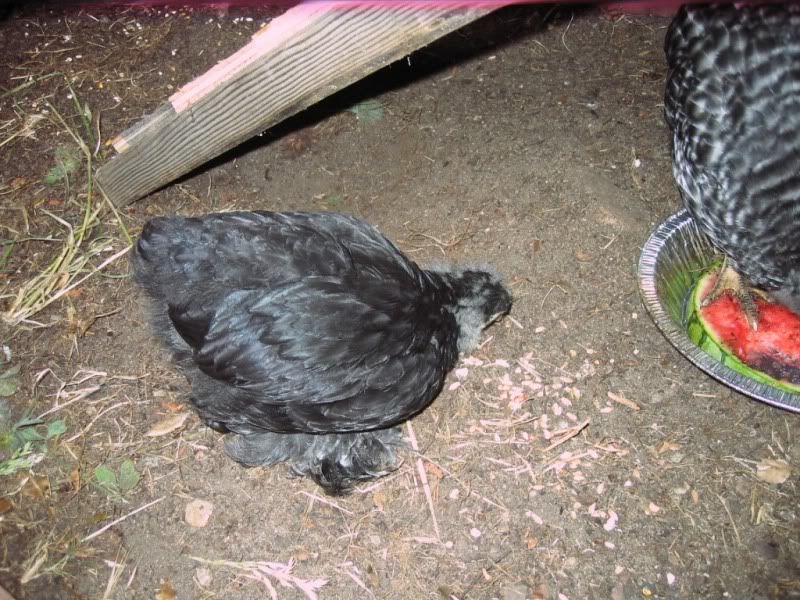 Cochins2.jpg