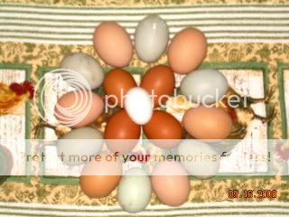 egg002-1.jpg