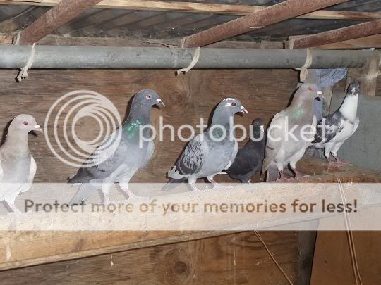 pigeon1.jpg
