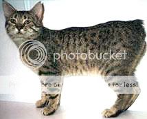 desert-lynx-0003.jpg