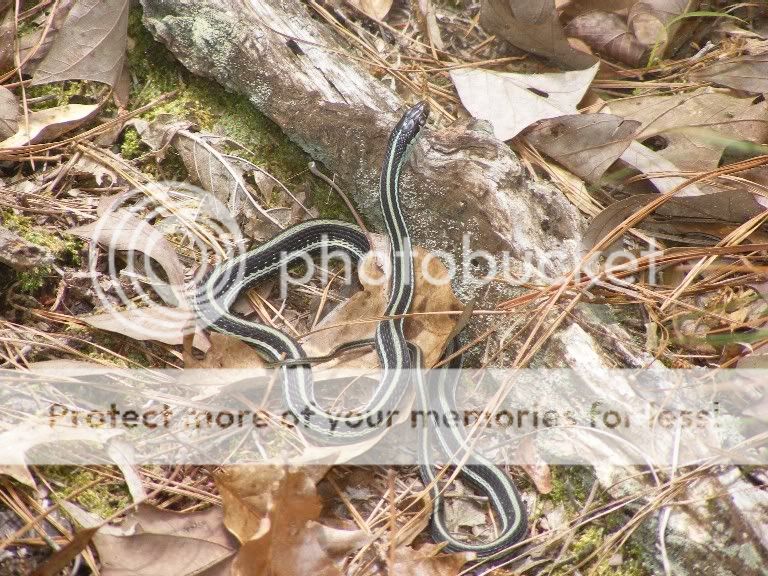 RibbonSnake.jpg