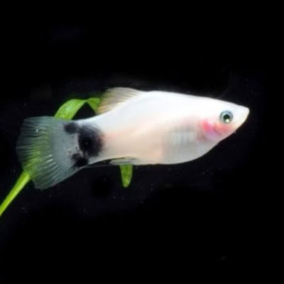 wmmplaty.jpg