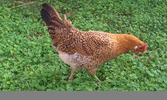 IMAG0654.jpg