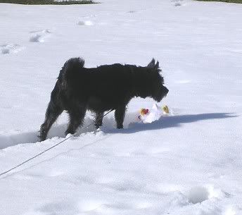 Plow2.jpg