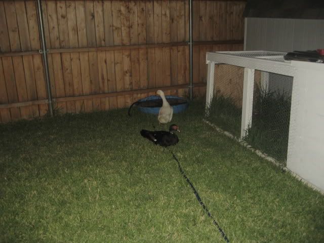 aw003.jpg