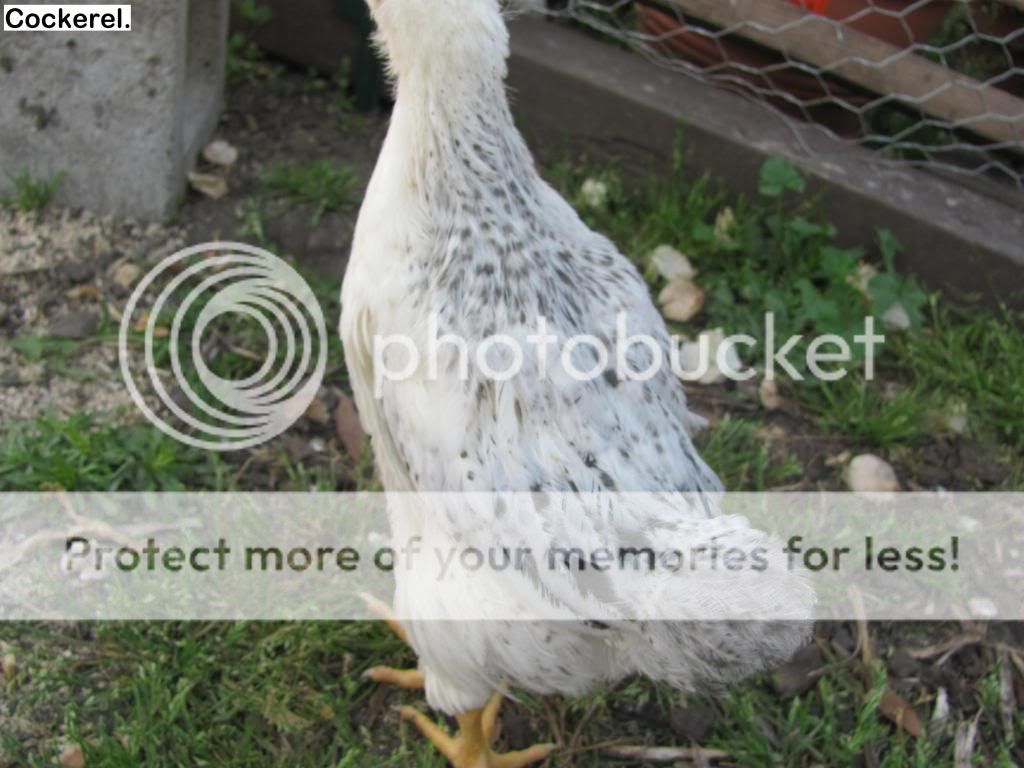 cockerels6.jpg