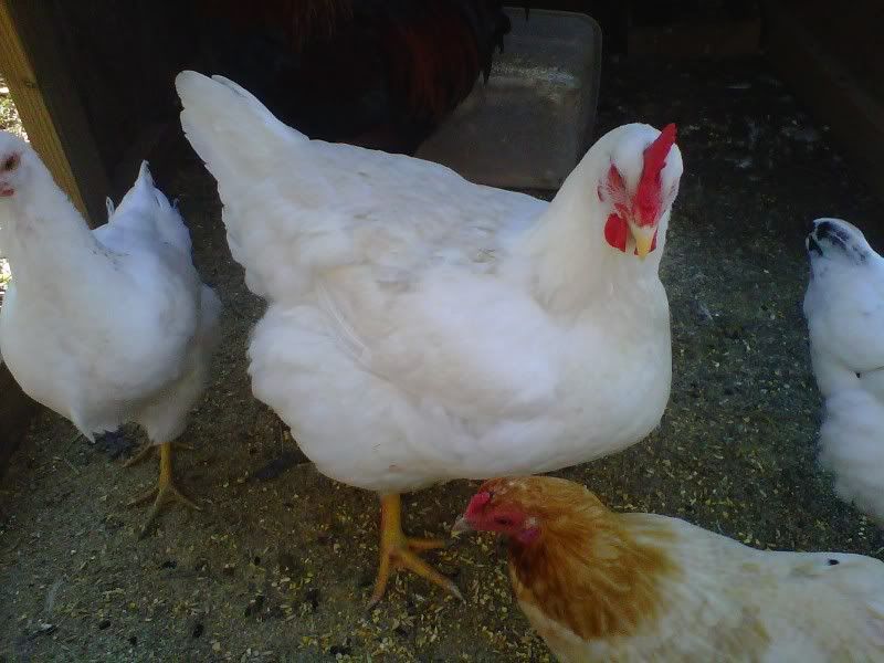 whiterockhen.jpg