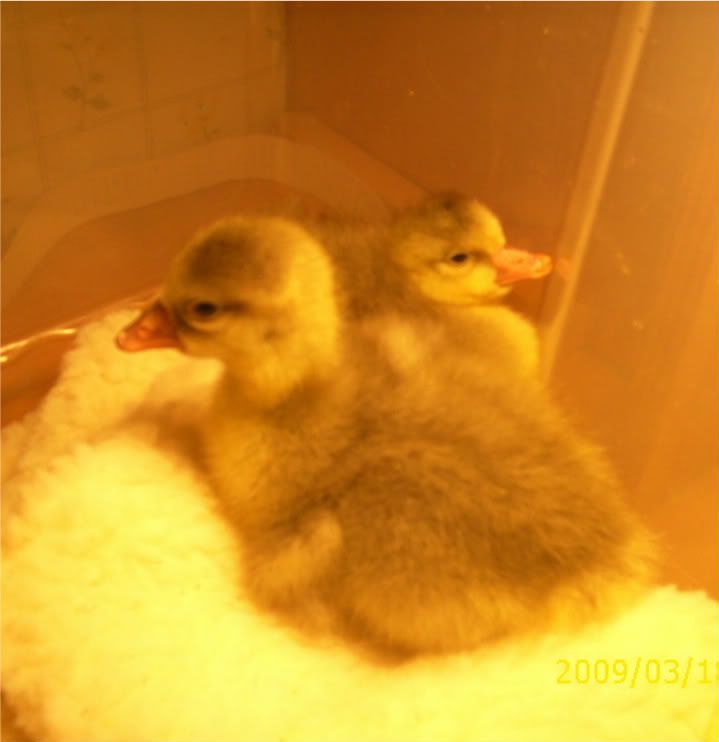 goslings412-1.jpg