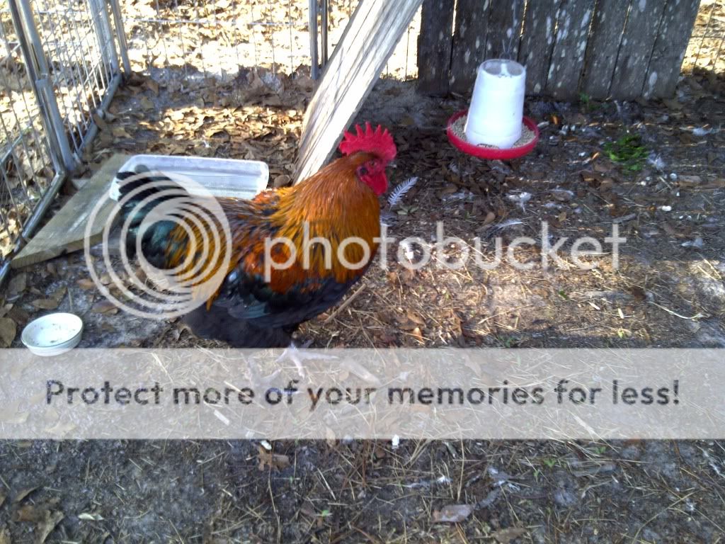 Callahan-Hilliard-20110410-00019.jpg
