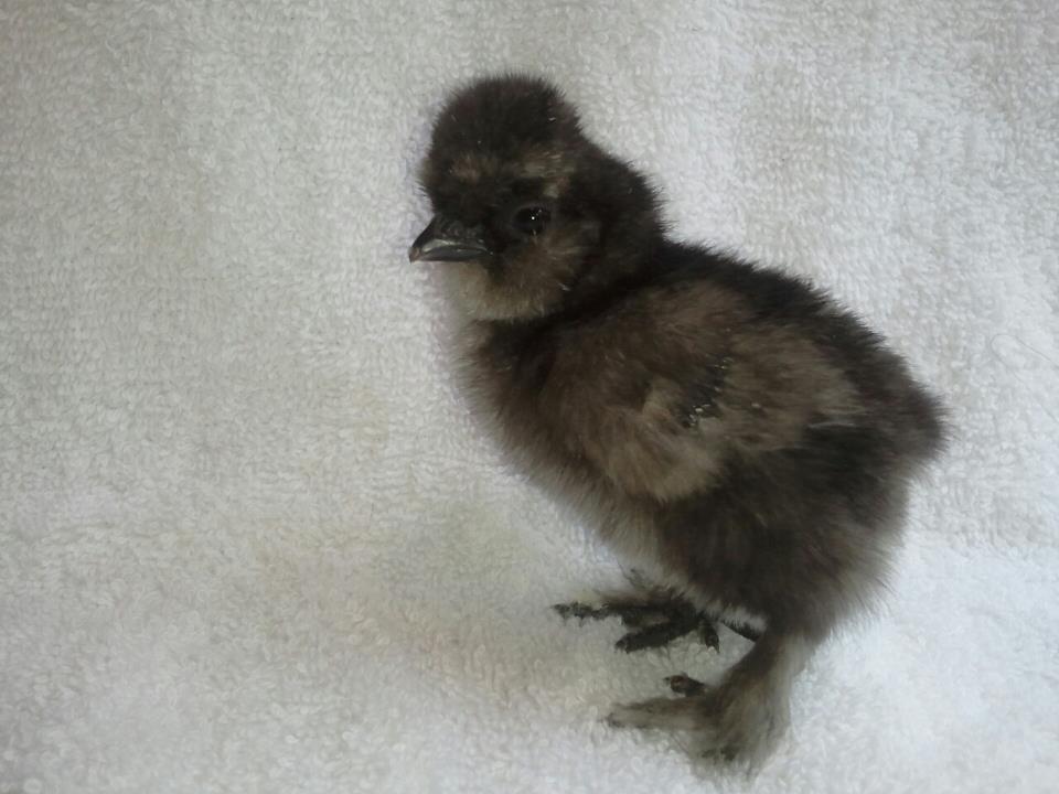 d0fc5e6e_VaultedskullblackSilkie.jpeg