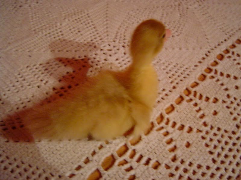 DSC03124.jpg
