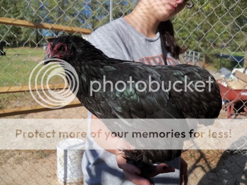 barnyard040.jpg