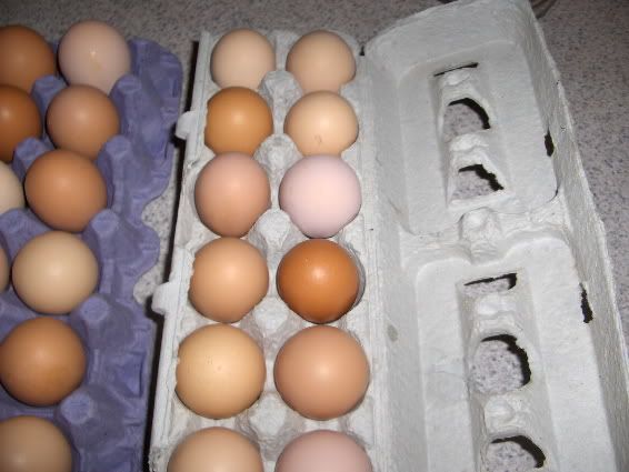 Eggs2-1.jpg