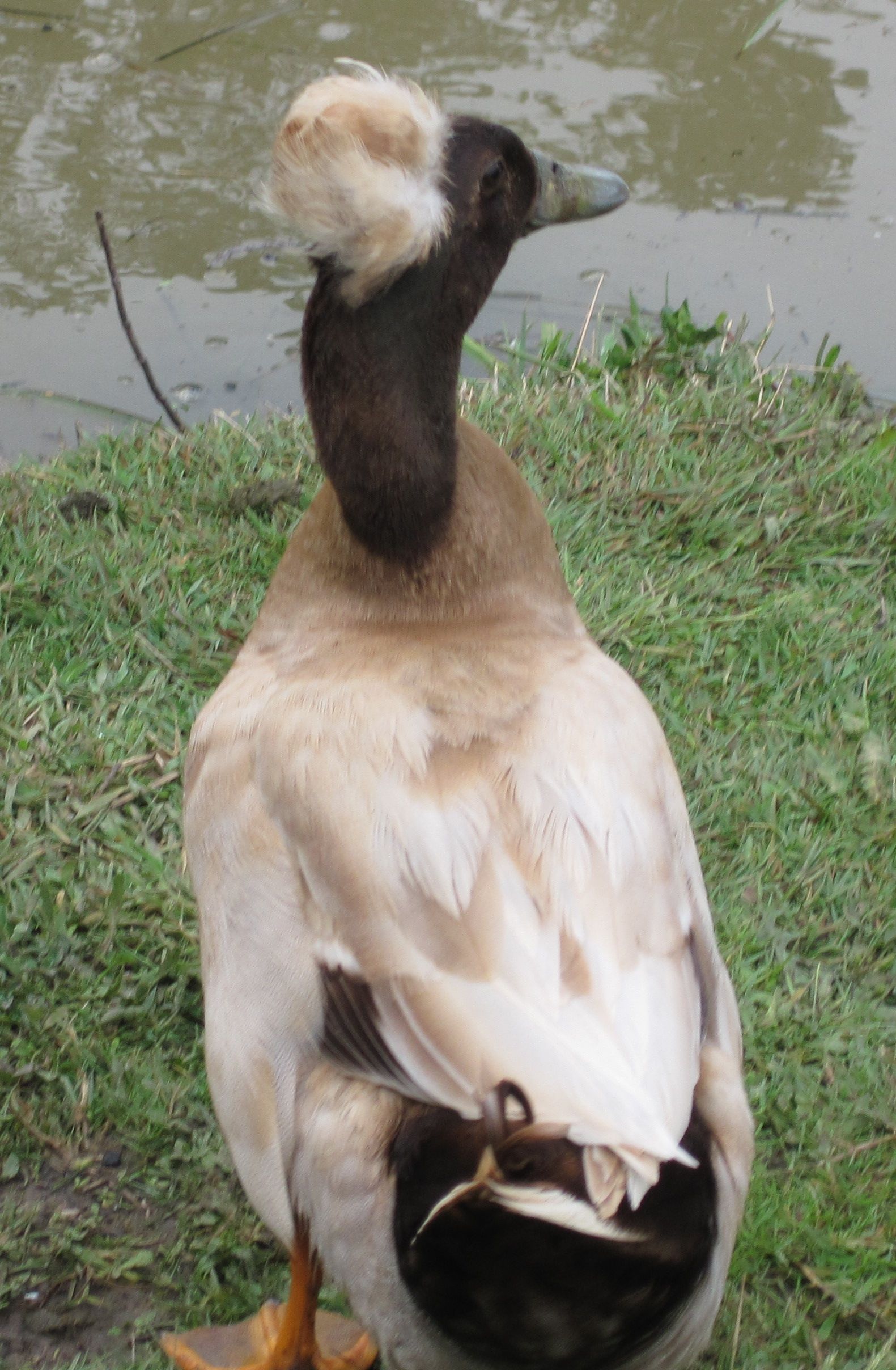 crestedetc-019-cropped.jpg