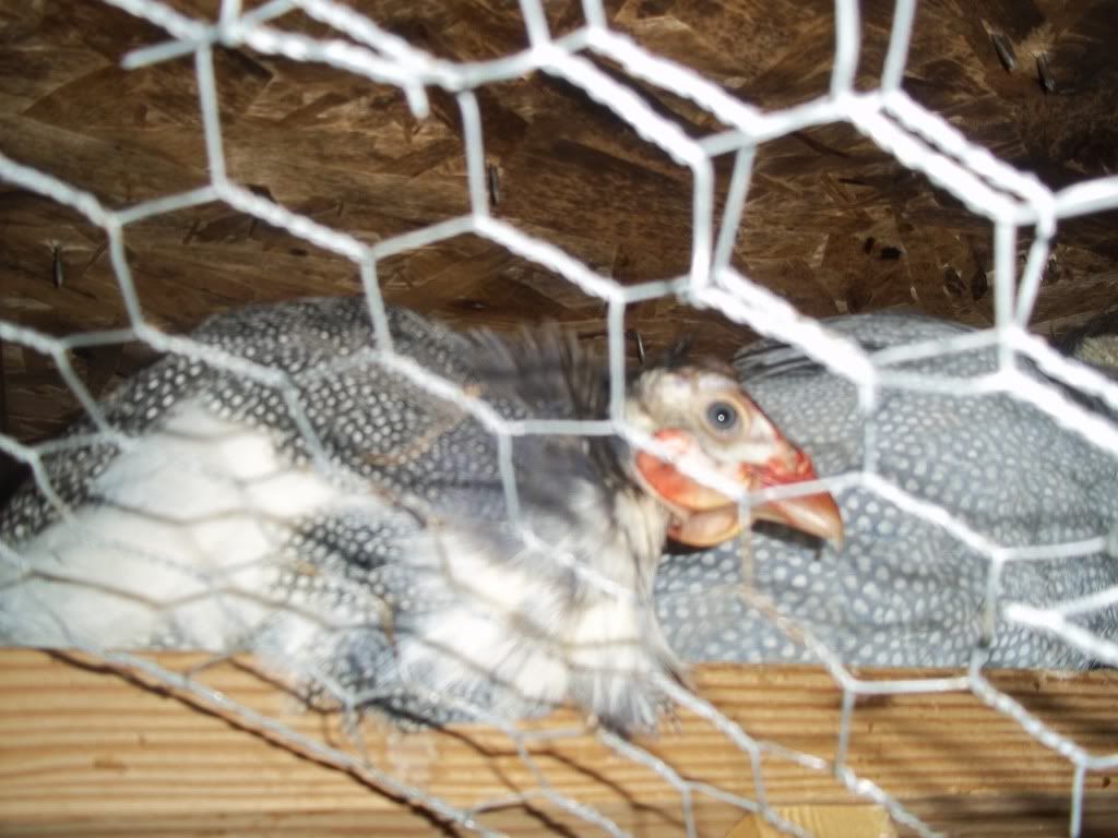 guineas-callducks024.jpg
