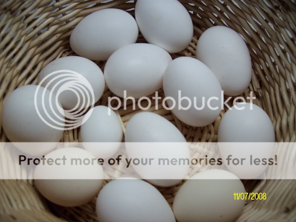 pics337.jpg
