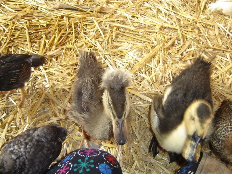 Picture050.jpg