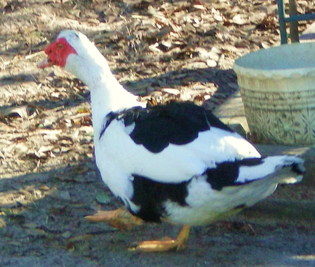 100_0006.jpg