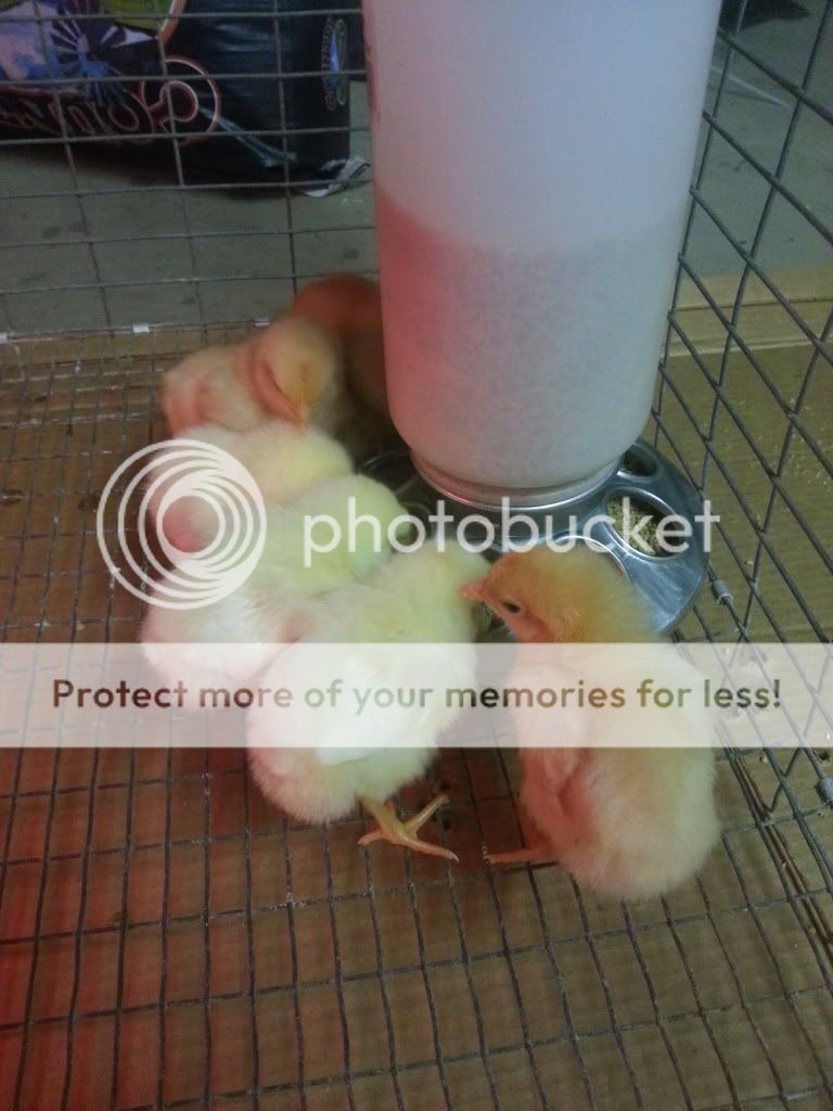 20130308_162029_zps8d04373a.jpg