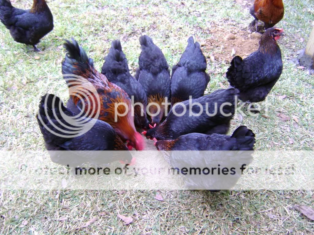 myflock3.jpg