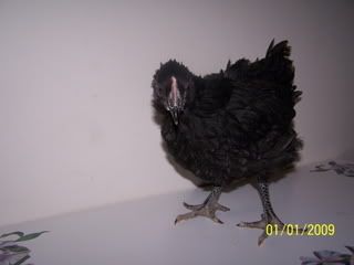 100_7284.jpg