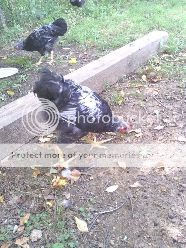IMG_20130711_132929_zps5f3d625c.jpg