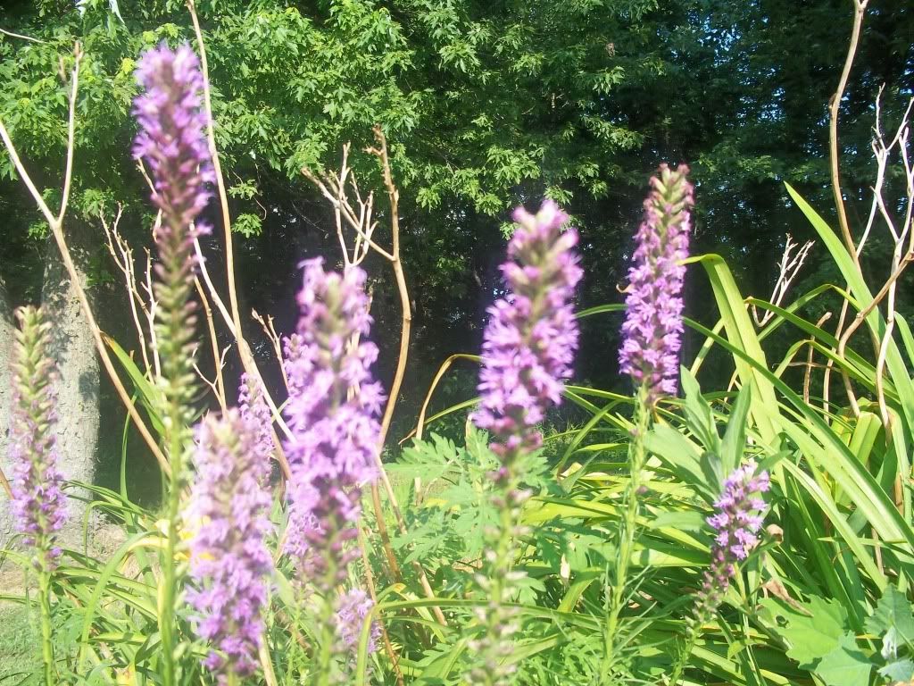 Flowers026.jpg