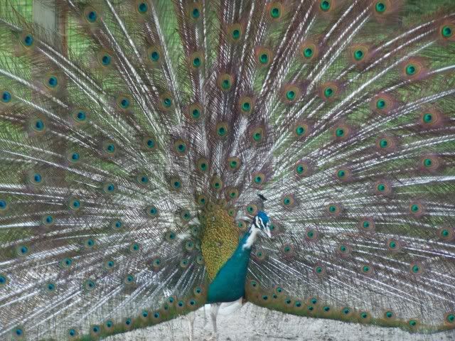 peafowl033.jpg