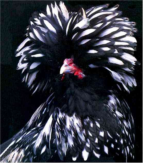 polish_silverlaced.jpg