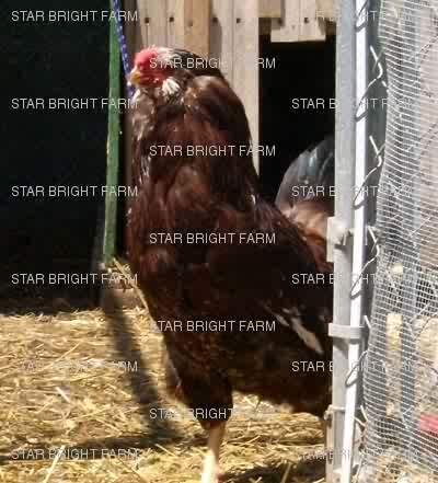 200x200px-ZC-3f85f63c_13587_orloff_rooster.jpeg