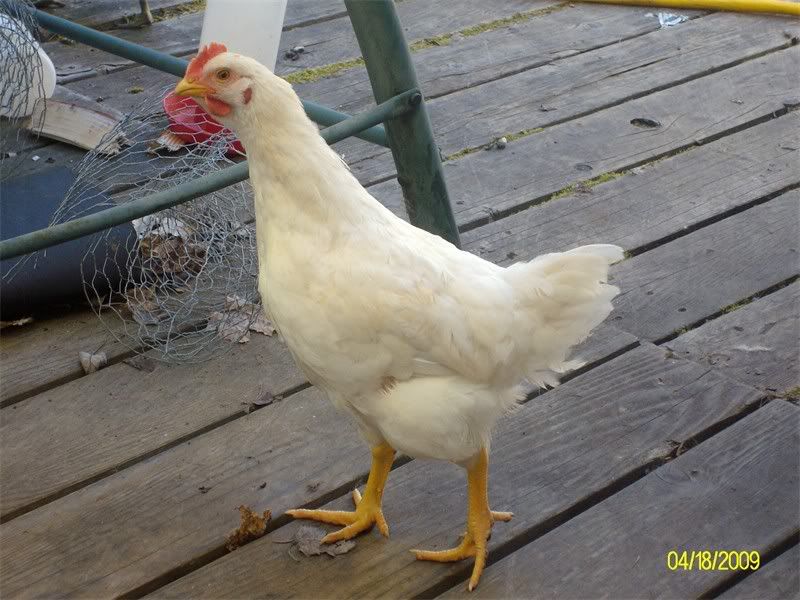 Poultry002.jpg