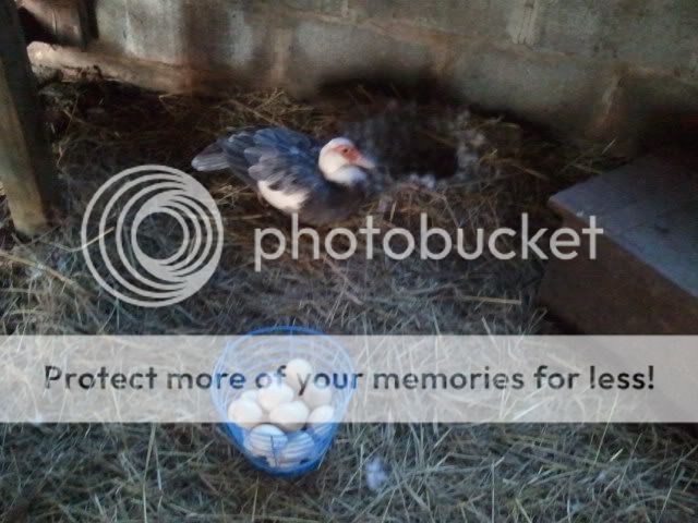 2011-06-20191507.jpg
