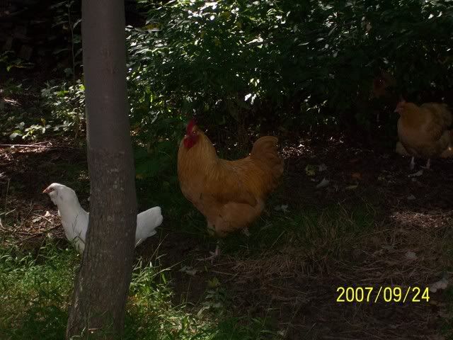 100_3675.jpg