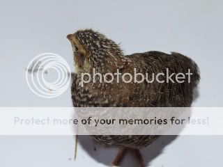 societypics045-1.jpg