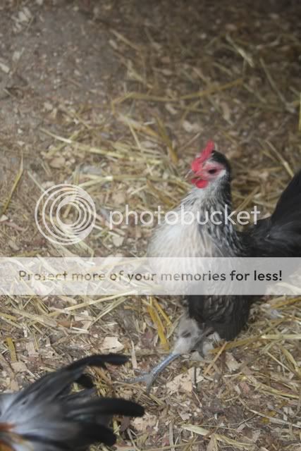 poultrysept09037.jpg