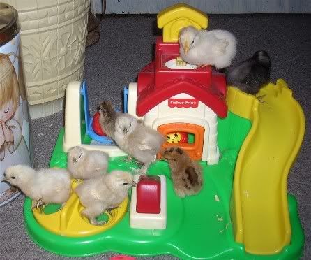 Chicks5-13ontoy.jpg