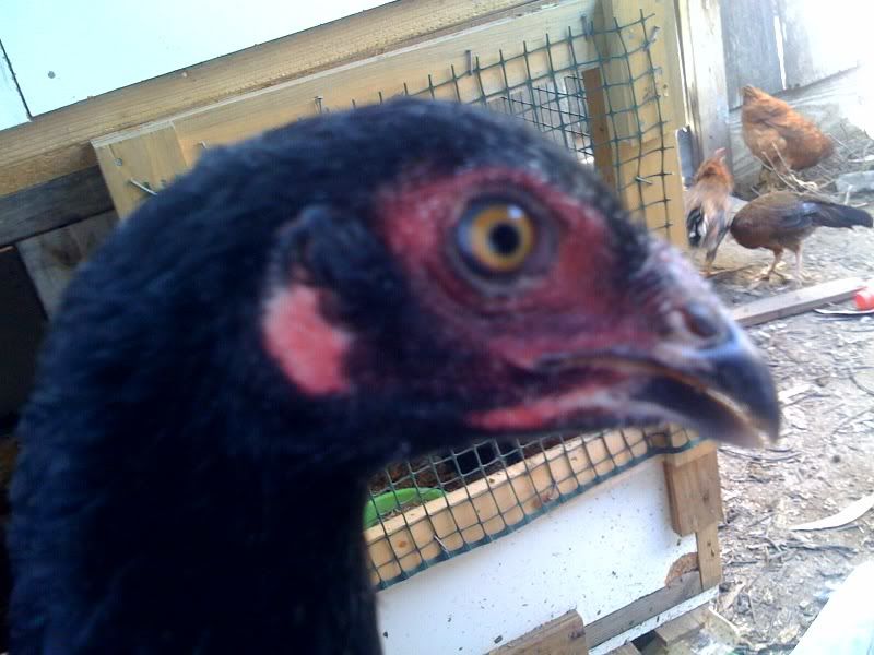 rajahpullet1.jpg