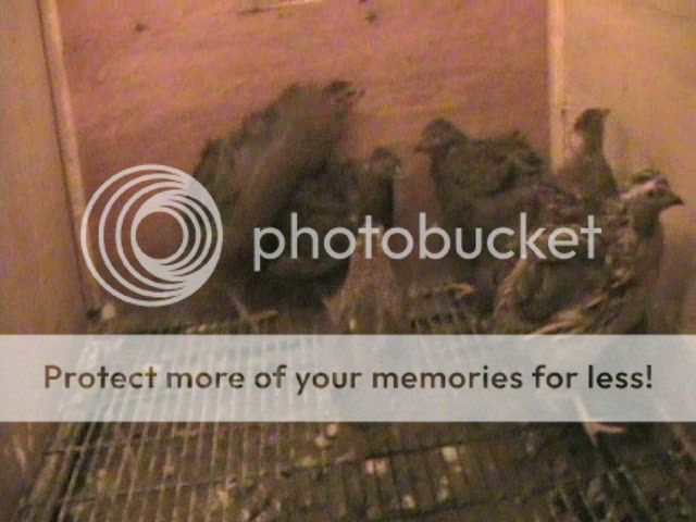 vlcsnap-00009.jpg