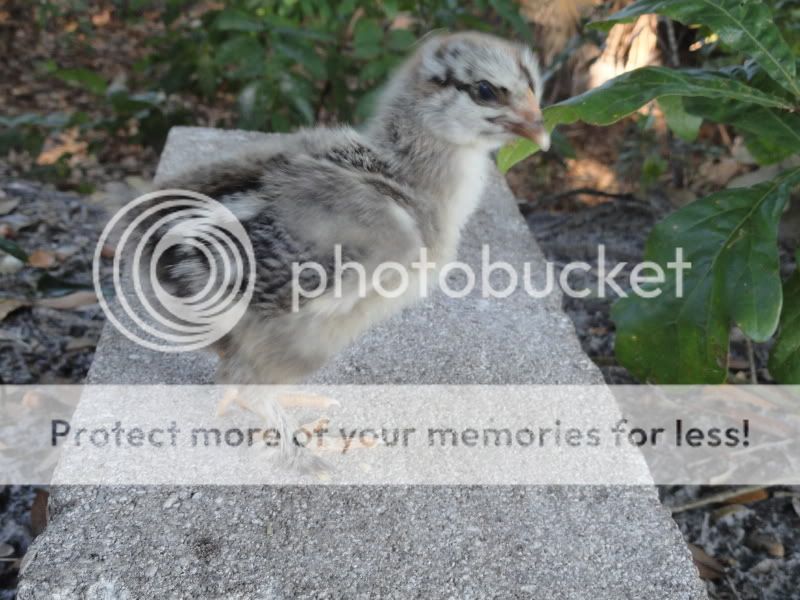 Chickens015.jpg
