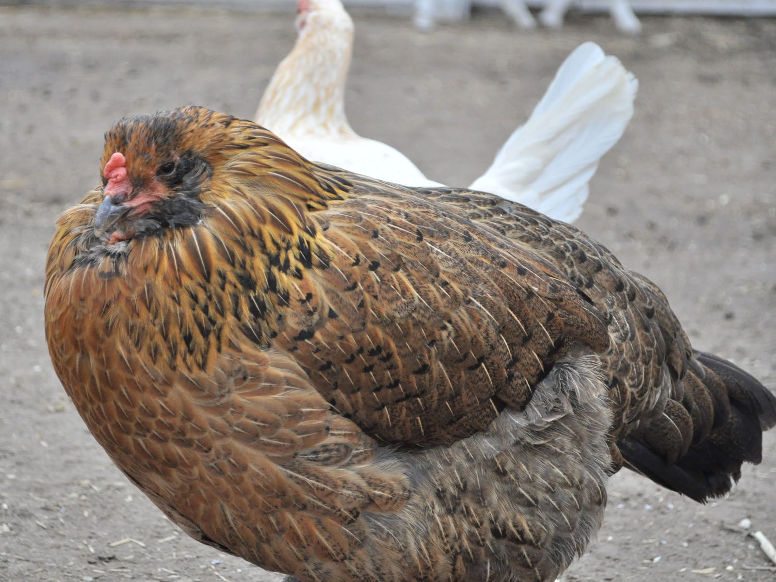 900x900px-LL-32846198_chicken785.jpeg