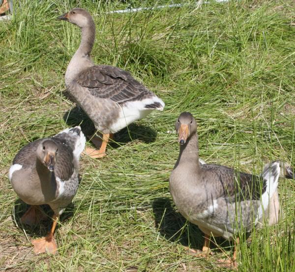 goose4.jpg