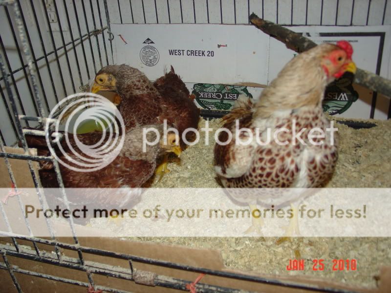 mixedpictures005.jpg