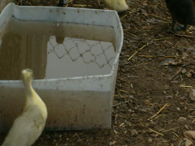 duckquestions023.jpg