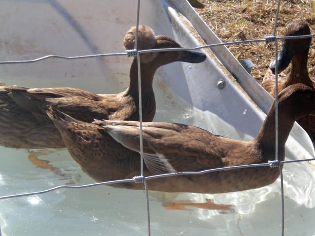 duck8.jpg