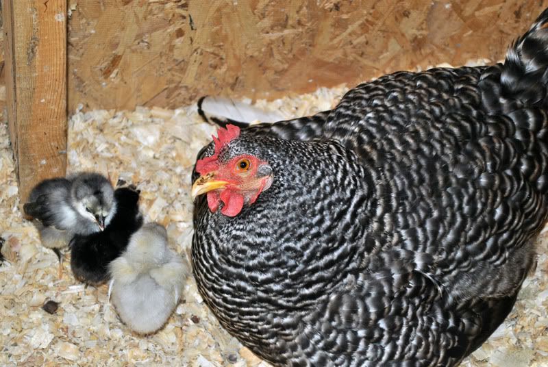 Chicks002.jpg